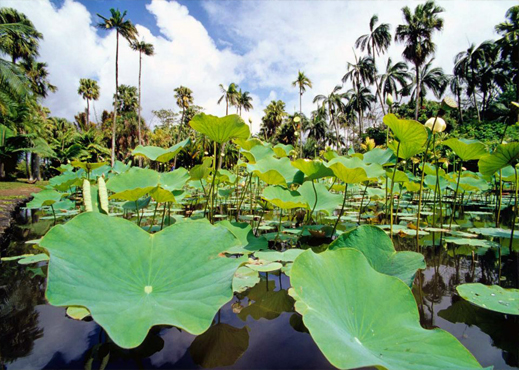 Le Jardin botanique de Pamplemousses